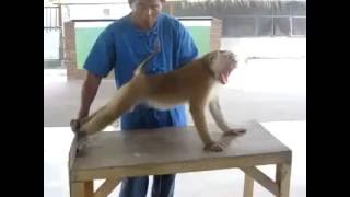 Monkey Push Ups Exercise - Funny Push Up Monkey Exercise Video