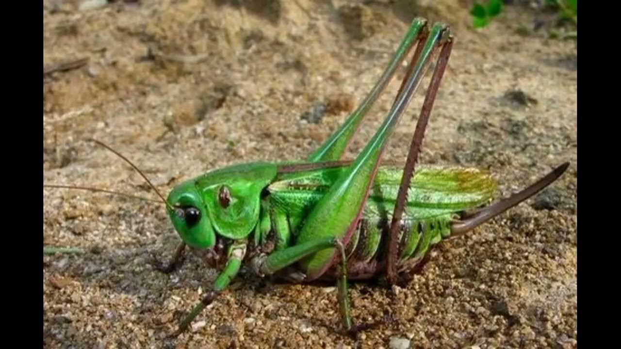 Кузнечик ящерица ястреб. Кузнечика (семейство Tettigoniidae. Кузнечиковые Прямокрылые. Кузнечик Оранжерейный Абхазия. Красноперые Кузнечики.