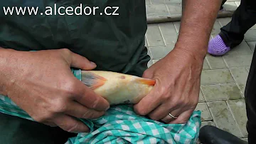 Kdy můžou Blíženci lézt rybám?