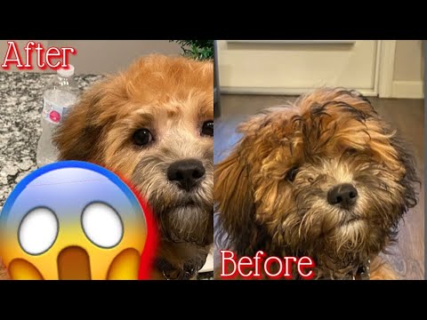 Our Shih Poo First Ever Grooming 😱🐶 ️ Youtube 