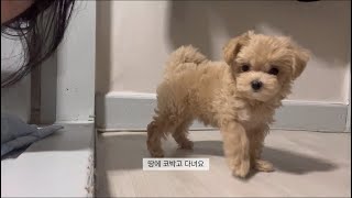 [vlog]강아지일상 (강아지입질,말티푸성격,배변교육)maltipoo puppy