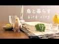 小競り合い おしゃべり3種 小松菜 オカメとセキセイの日常 Cockatiel Budgie vlog