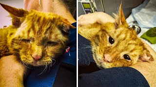 Sad Kitten Couldn’t Stop Crying, Until Someone Heard Her