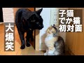 【爆笑】子猫と先住猫sの初対面！面白結果がこちら