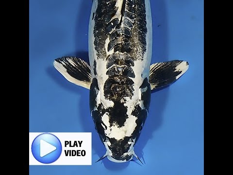 Awesome Koi Fish For Sale - YouTube