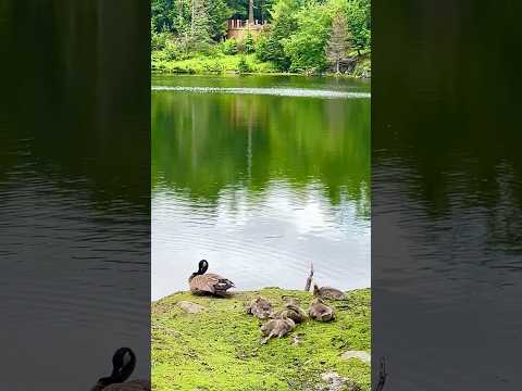 캐나다 기러기 #자연 야생동물 공원 #오메가공원 #Parc Omega