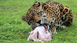 Turkey Time At Big Cat Rescue