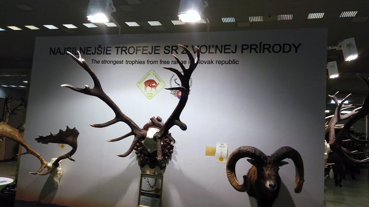 NAJSILNEJŠIE trofeje SR z voľnej prírody - Poľovnícka výstava Agrokomplex 2022 Exhibition of antlers