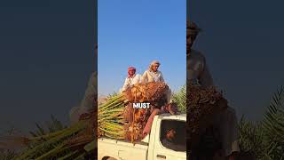 How Date Palms Are Transplanted And Grown In Deserts With Less Than 100 Millimeters Of Rainfall
