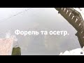 Форель та осетр. Закарпаття, село Кваси. Cанаторії Гірська Тиса.#trout