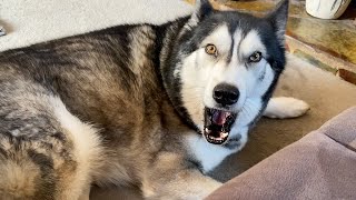 Caught My Husky Singing To Himself! So Soulful!