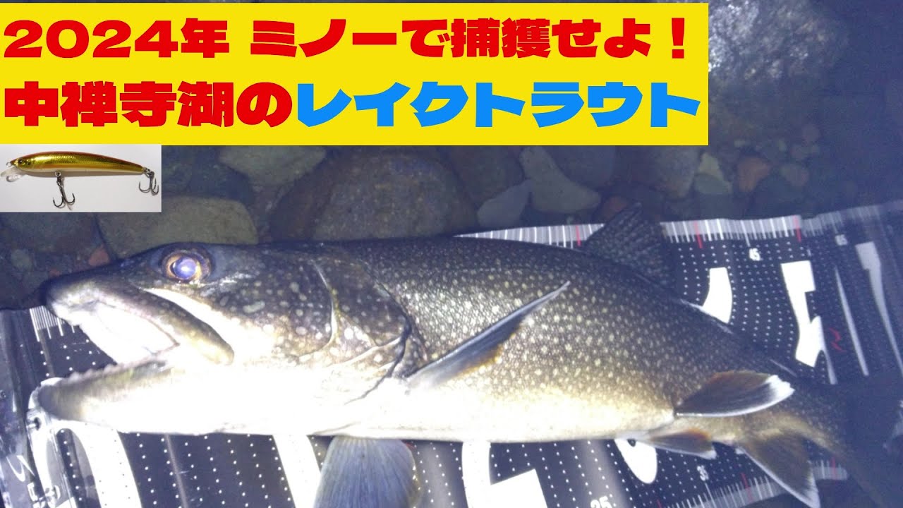 TTCセミ複数 トラウト用ミノーセット 支笏湖 2024年中禅寺湖 第一弾 ミノーで獲る中禅寺湖のレイクトラウト