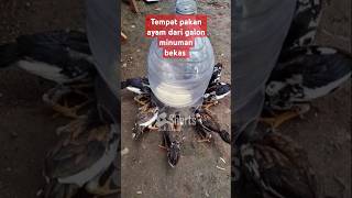 Tempat pakan ayam dari galon bekas #peternakan #putrasulungfarm #ayamkampung