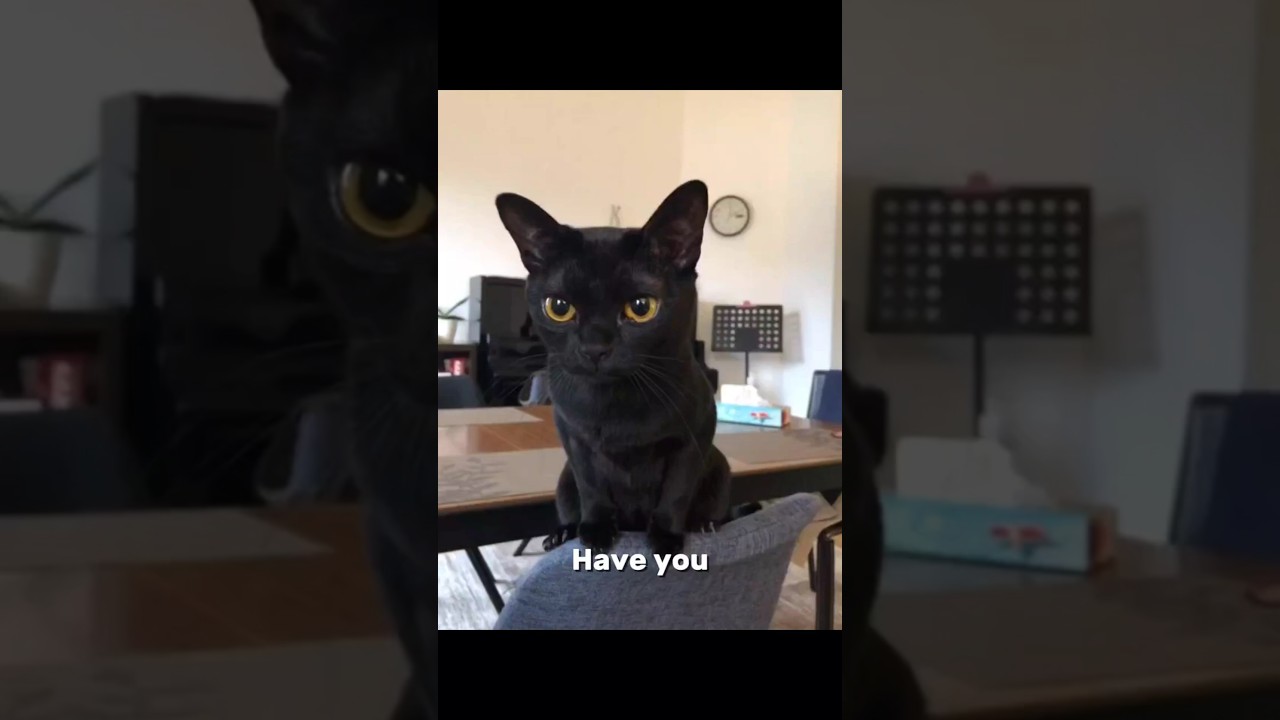 "The Oldest Cat in the World!"🐱 