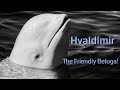 Hvaldimir the friendly Beluga whale in Norway -  How did he come to Hammerfest?