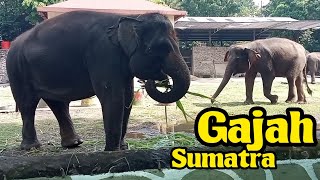Gajah Sumatra makannya banyak