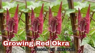 Growing Red Okra From Seeds to Harvest / Easy for Beginners By NY SOKHOM