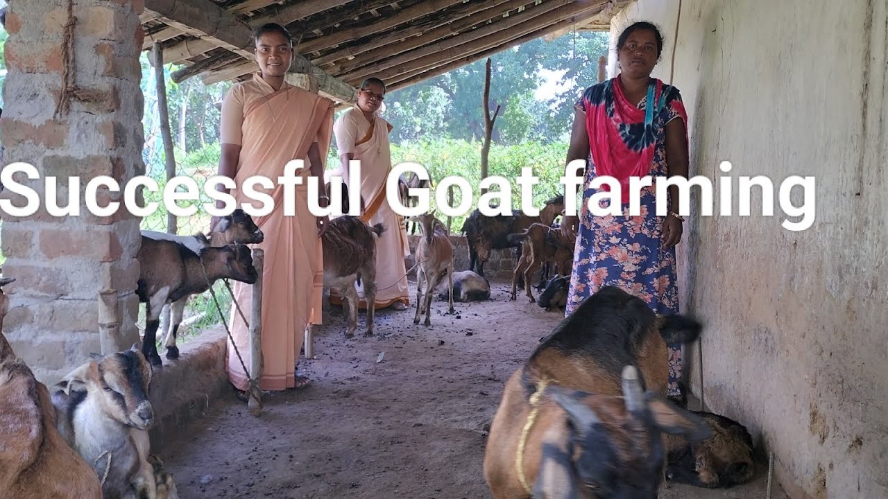 Successful goat farming(Income Generation program) Khadamacha - YouTube