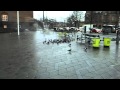 Pombos se aquecendo - Pigeons warming themselves - COPENHAGEN