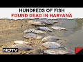 Haryana News | Hundreds Of Fish Found Dead Due To Lack Of Water In A Pond In Haryana