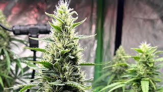Huge buds falling over - Week 6. #bloomplus #growingcannabis