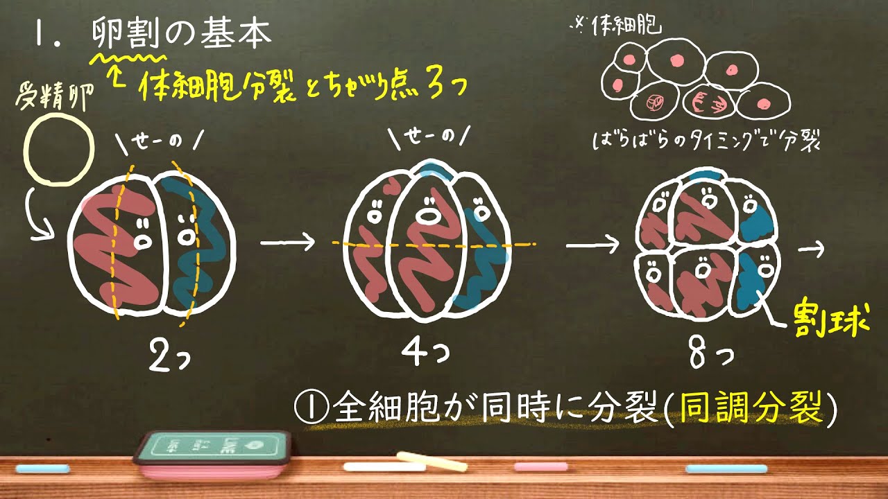 Home Creatures 49. Egg Cleavage - YouTube
