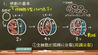 おうち生物 49. 卵割