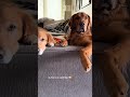 @aceandbear: I might have to plan a park trip for the boss 😂 #dog #dogvideos