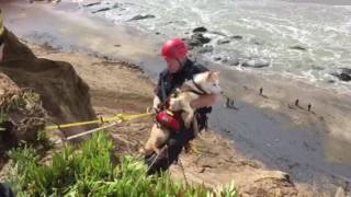 SFFD RESCUES CANINE STUCK ON LEDGE