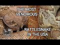 The most venomous rattlesnake in the USA - deadly Mojave rattlesnake vs. Western Diamondback