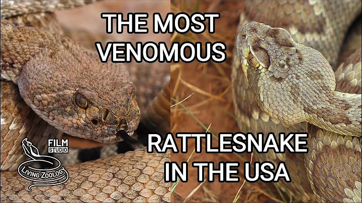 The most venomous rattlesnake in the USA? Deadly Mojave rattlesnake vs. Western Diamondback