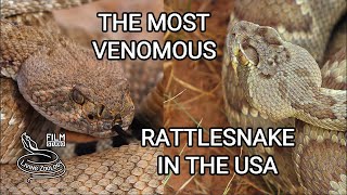 The most venomous rattlesnake in the USA  deadly Mojave rattlesnake vs. Western Diamondback