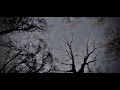 THE MAN-EATING TREE - THE DIVIDED [LYRIC VIDEO]