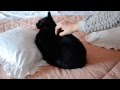 ASMR cats: my little panther. Binaural sounds, purring sound, no talking.