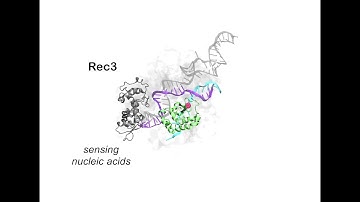 The invisible dance of CRISPR-Cas9
