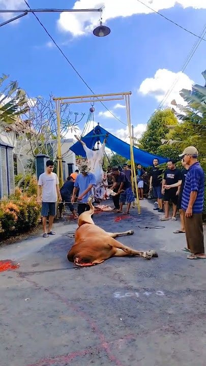 SELAMAT IDUL ADHA 2025❤ #trending #iduladha2025 #sapi #hewanqurban #viral #shortvideo #shorts #fyp