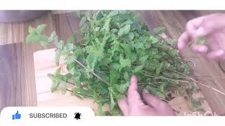 How to save mint for a week and a year | Mint | Jahane Pakwan