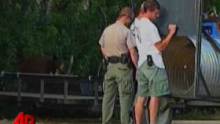 Raw Video: Dumpster Diving Bear