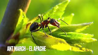 Ant March-- El Apache