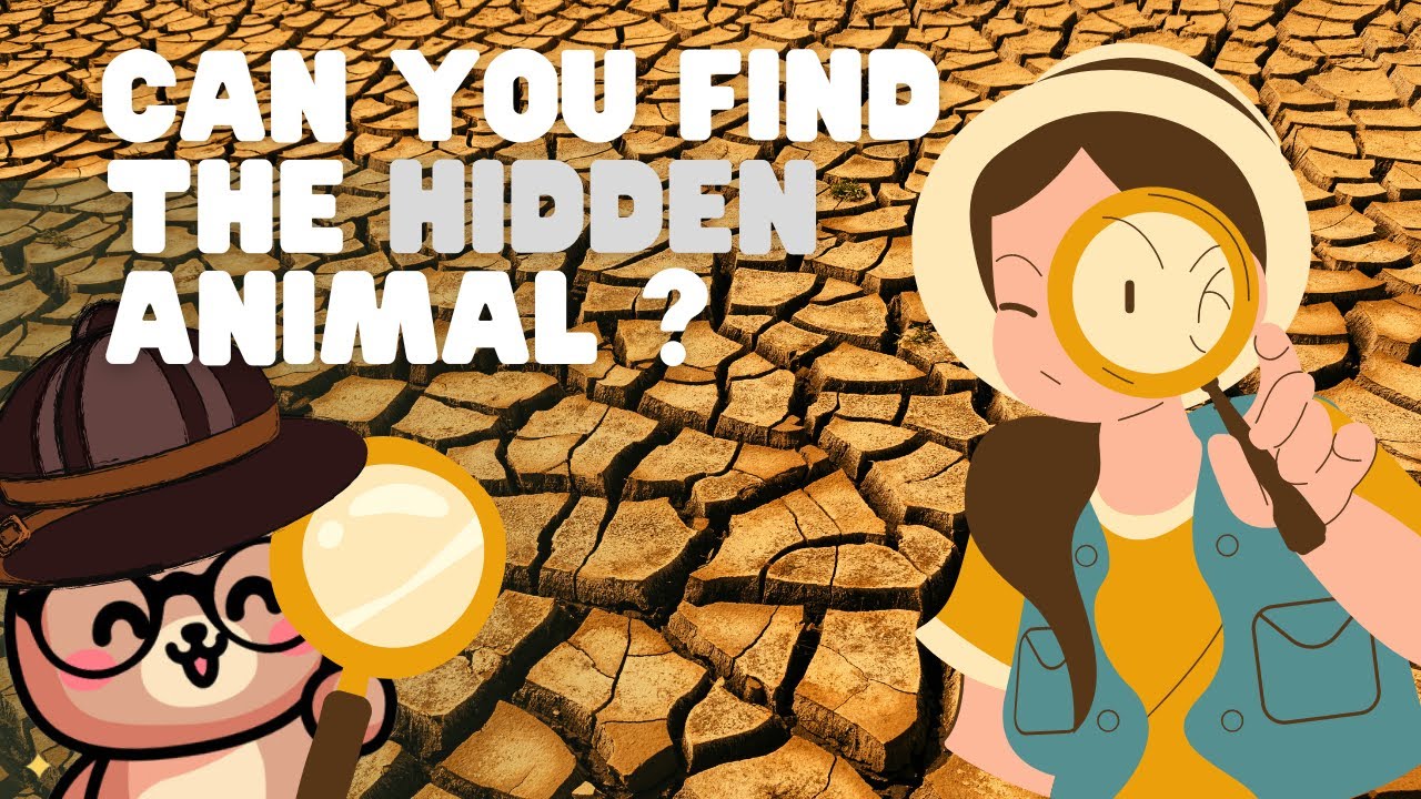 Can you Find the Hidden Animals Find the Hidden Animals YouTube