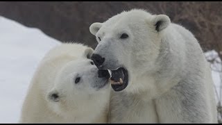 ララとアイラの愛情物語~Polar Bear 