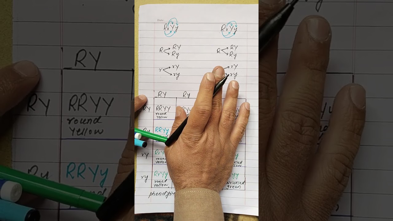 The Law of Independent Assortment Explained| class 10th| 