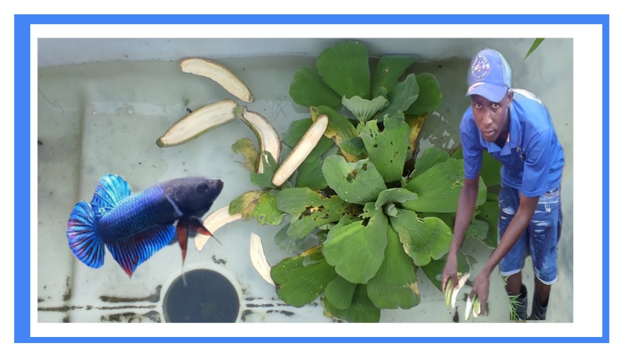 Cómo criar cria de Bettas recién nacida con cáscara de plátano o hacer infusorios #EnrriqueBettasTV#