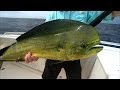 Offshore Fishing Mahi Mahi and Yellowfin Tuna off Venice Louisiana