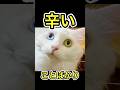 人生の9割は辛いけれど… #shorts