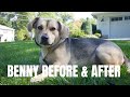 Benny Before and After - Fearful Dog Transformation