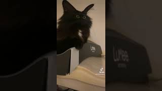 Snapchat Filter On My Cat