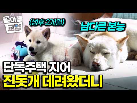 “진돗개치고도 심해” 단독주택엔 진돗개가 딱이라는 지인 말에 강아지 데려왔는데 #몰아볼교양