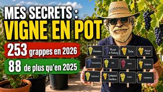 Culture de la vigne : mes astuces (arrosage, engrais, taille)  un rendement record avec mes secrets