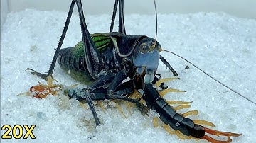 katydid vs centipede,The centipede preys on the katydid,katydid fight back against centipede 蝈蝈vs蜈蚣